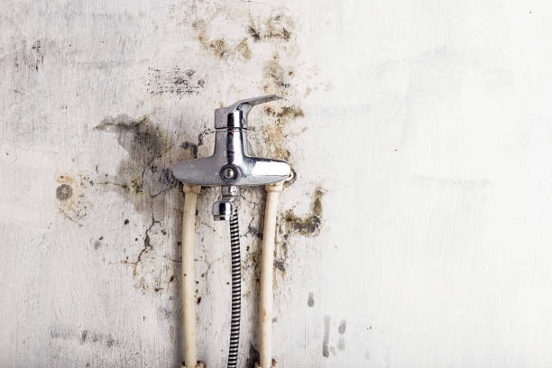 Best Mold Damage Repair  in Westminster, CA