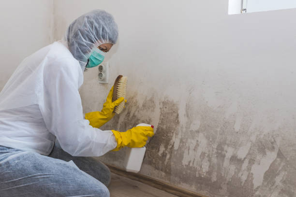 Best Black Mold Removal  in Westminster, CA