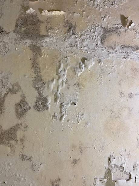 Best Commercial Mold Removal  in Westminster, CA