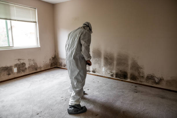 Best Black Mold Removal  in Westminster, CA