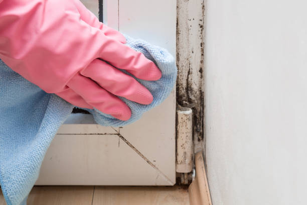 Certified Mold Removal in Westminster, CA