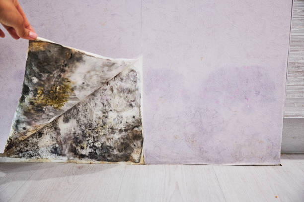 Best Mold Removal Company Near Me  in Westminster, CA